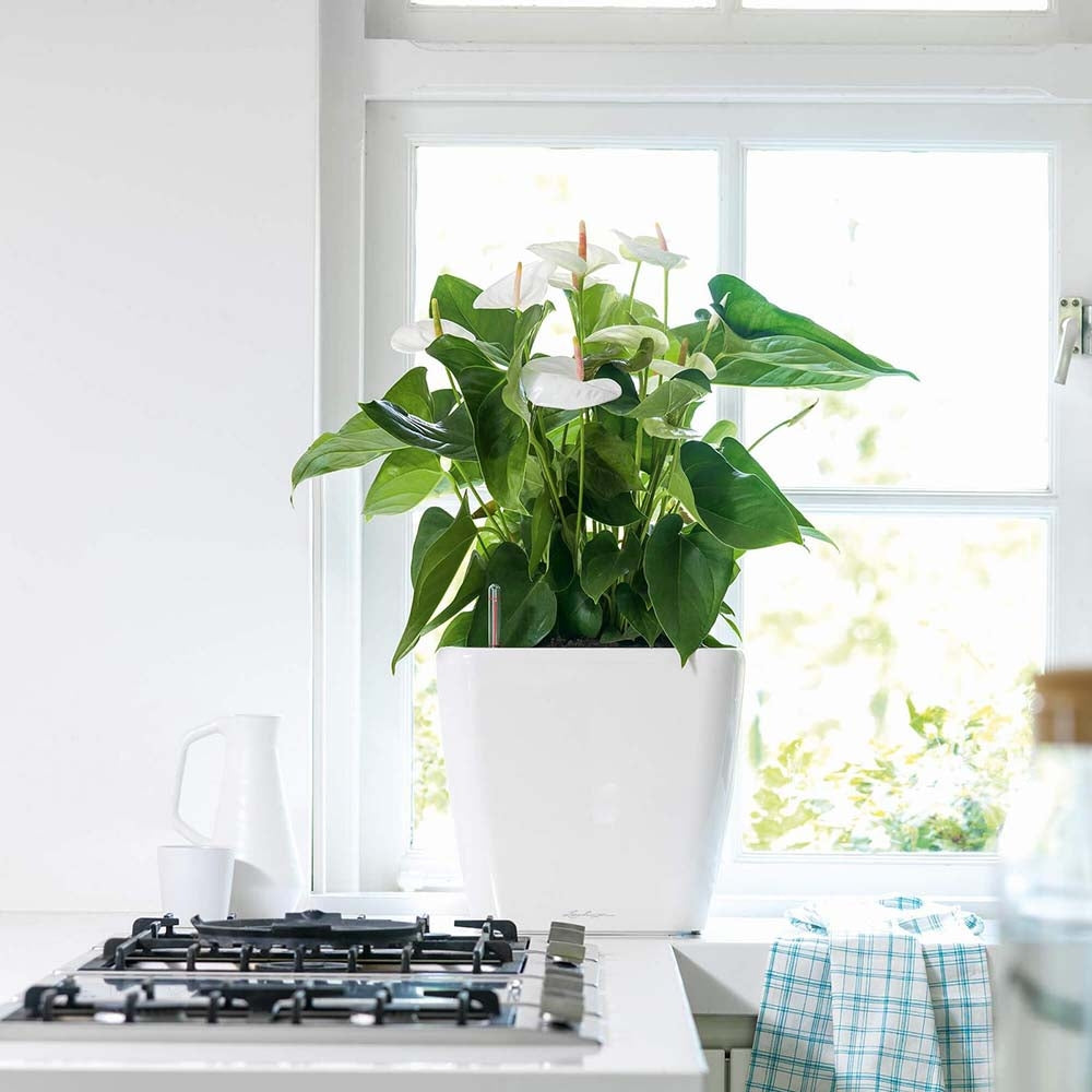 Lechuza Quadro Self Watering Planter - Plant Studio LLC