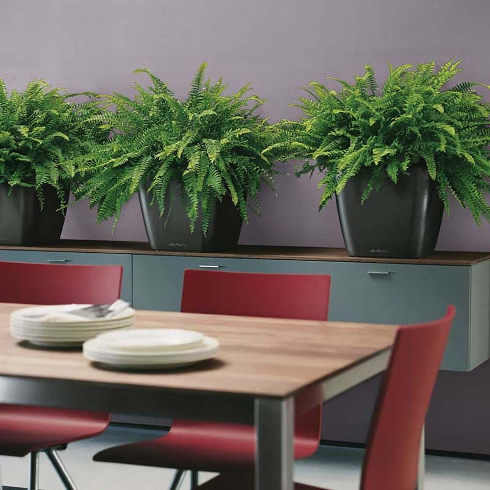 Lechuza Quadro Self Watering Planter - Plant Studio LLC