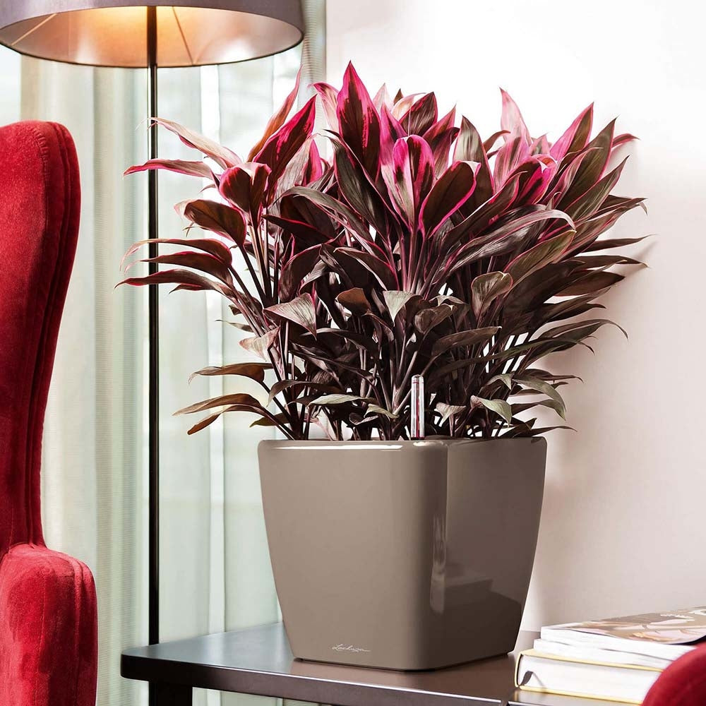 Lechuza Quadro Self Watering Planter - Plant Studio LLC