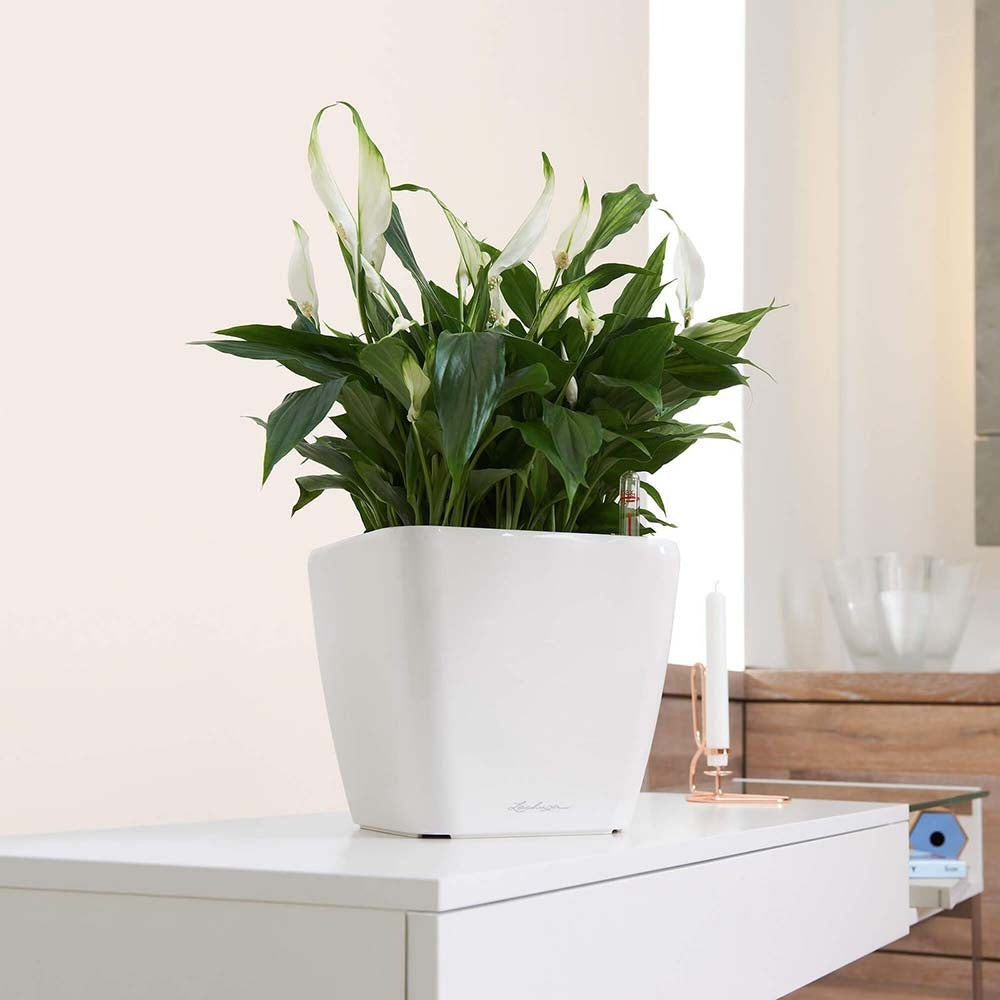Lechuza Quadro Self Watering Planter - Plant Studio LLC
