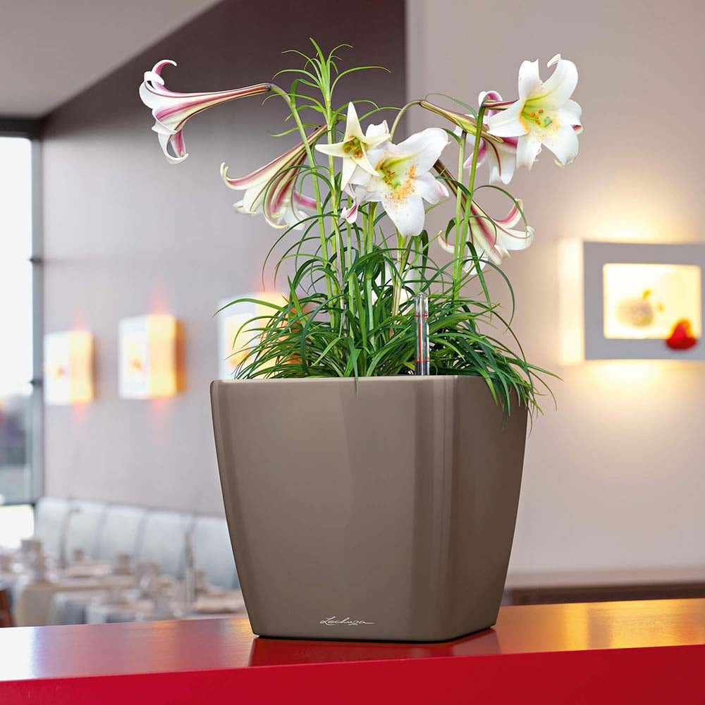 Lechuza Quadro Self Watering Planter - Plant Studio LLC