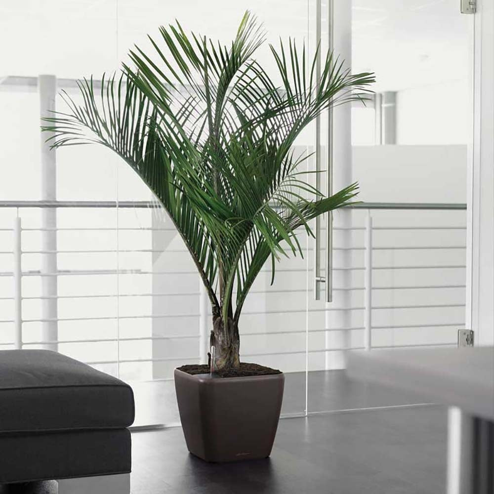 Lechuza Quadro Self Watering Planter - Plant Studio LLC