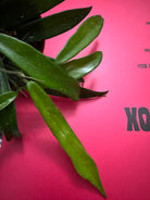 Hoya Philippines - Plant Studio LLC