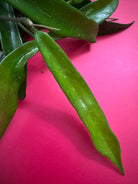 Hoya Philippines - Plant Studio LLC