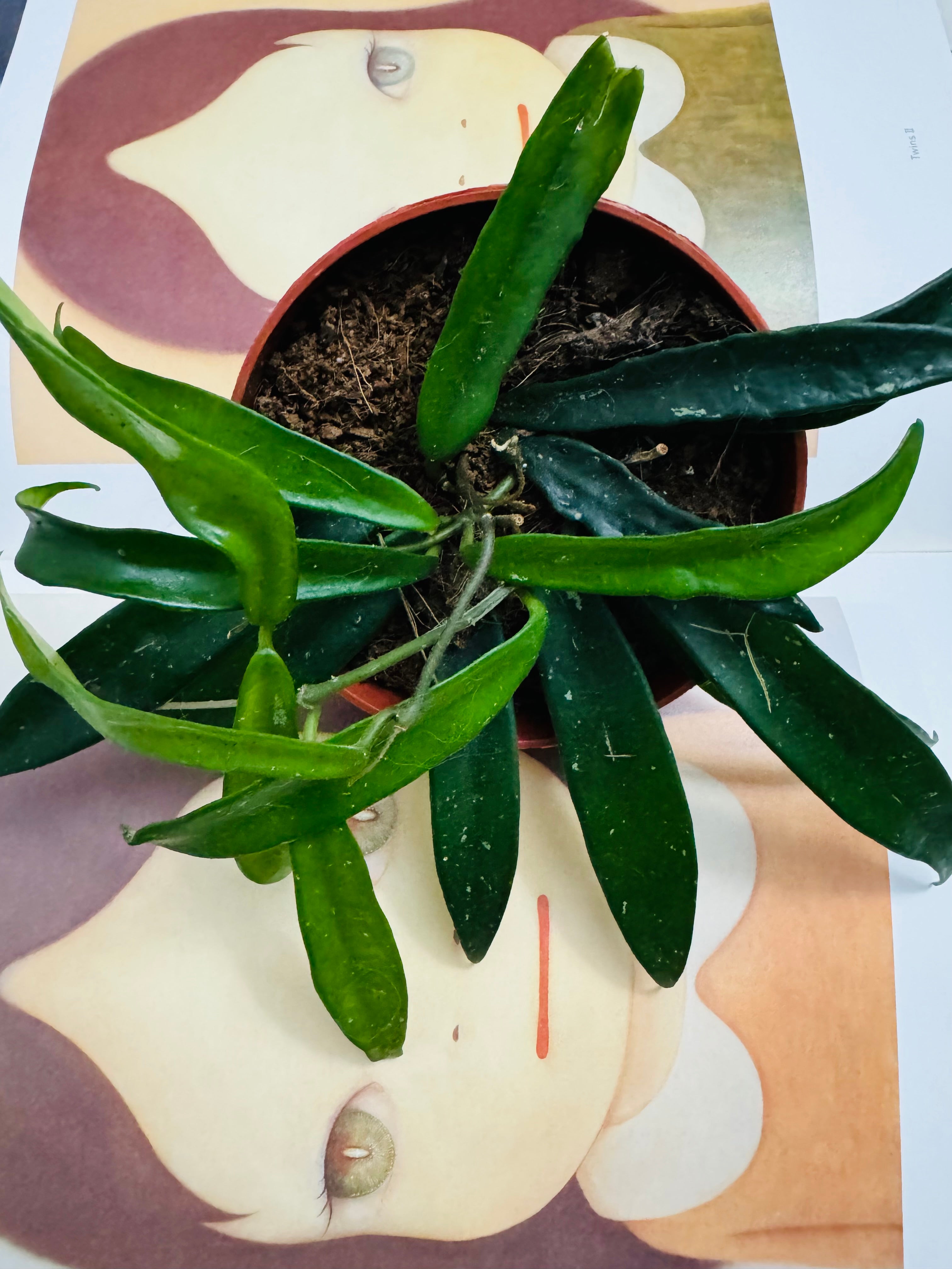 Hoya Philippines - Plant Studio LLC