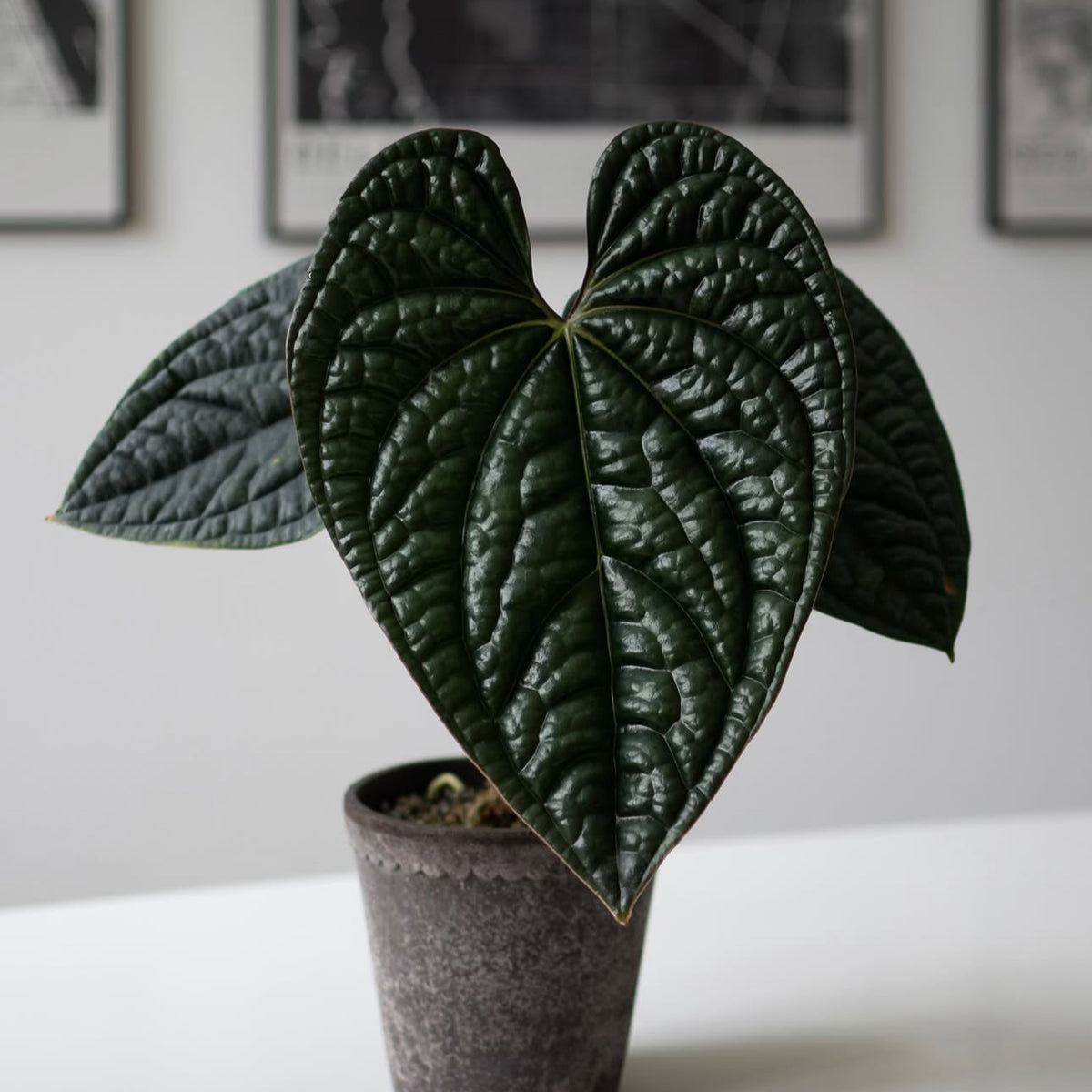 anthurium eureka Anthurium Luxurians x Radicans – Plant Studio LLC