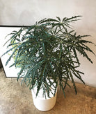 Dizygotheca Elegance Aralia - Plant Studio LLC