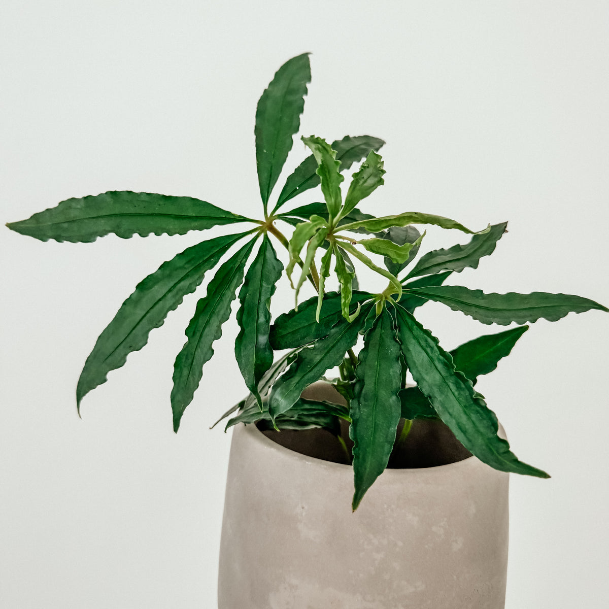 anthurium polyschistum for sale Anthurium Polyschistum – Plant Studio LLC