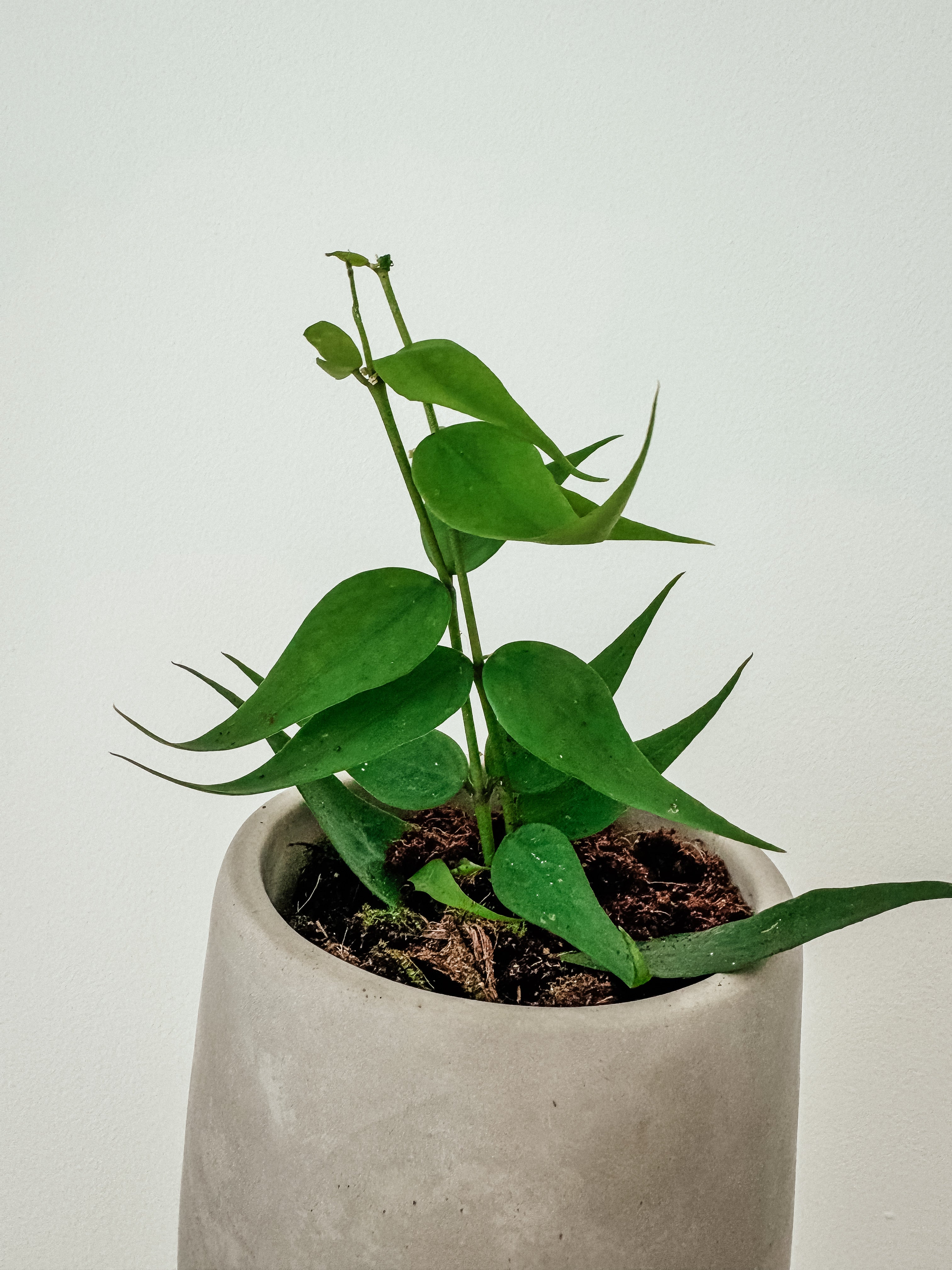 Hoya Polyneura Vietnam – Plant Studio LLC