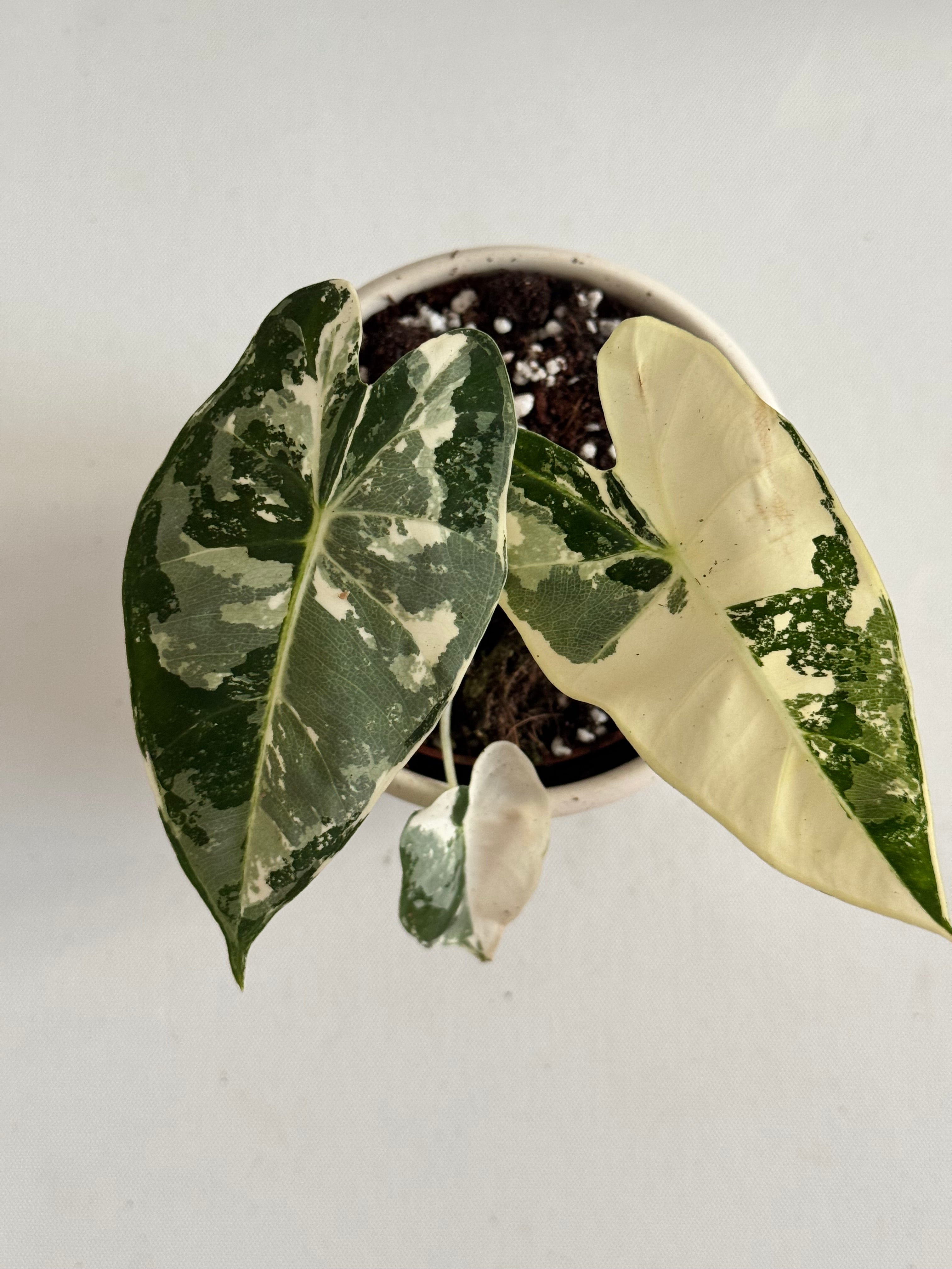 Variegated houseplant in a pot showing all leaves of alocasia dubai