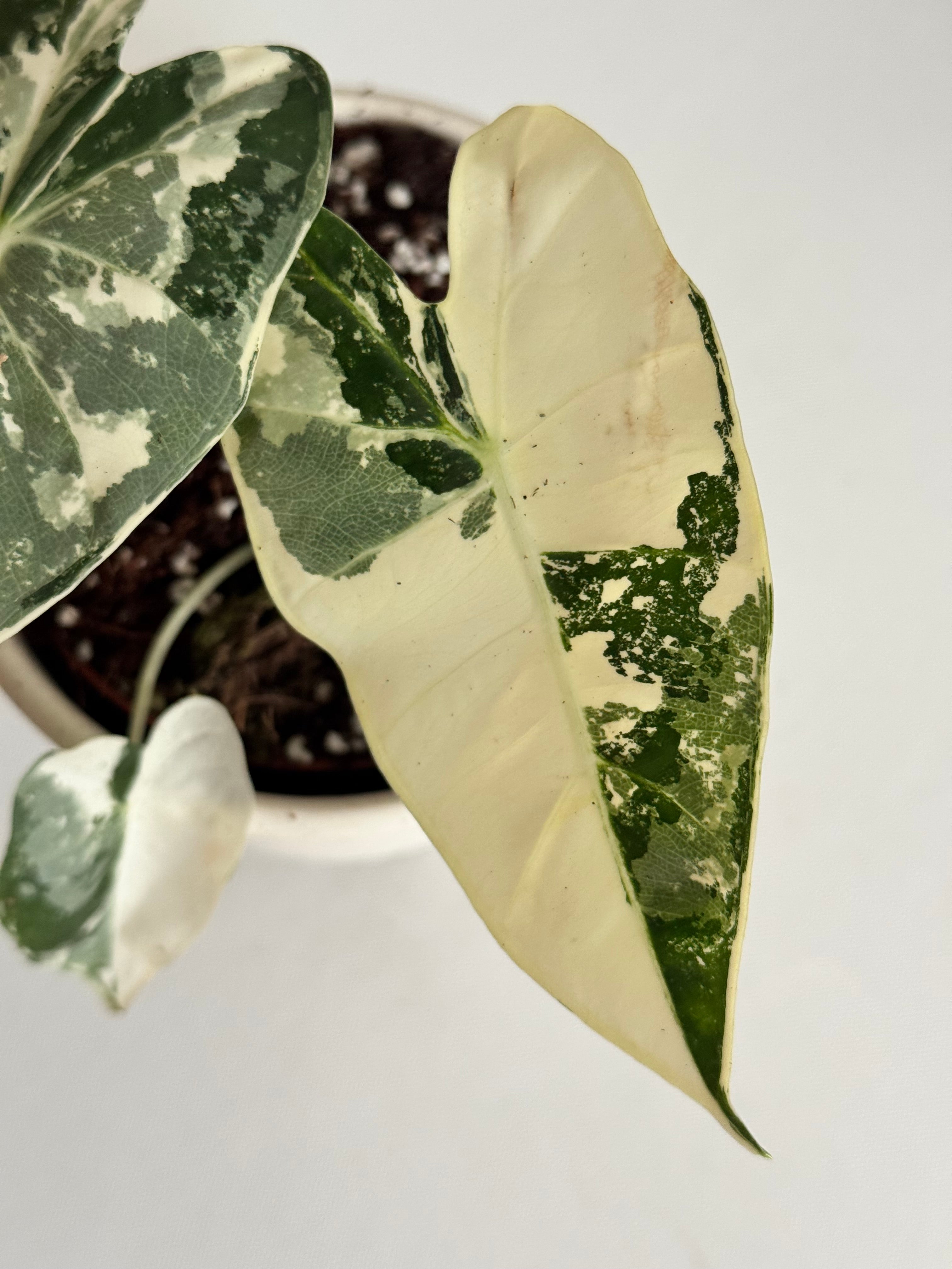 Variegated green and white leaves of a variegated alocasia frydek showing other leaf dubai
