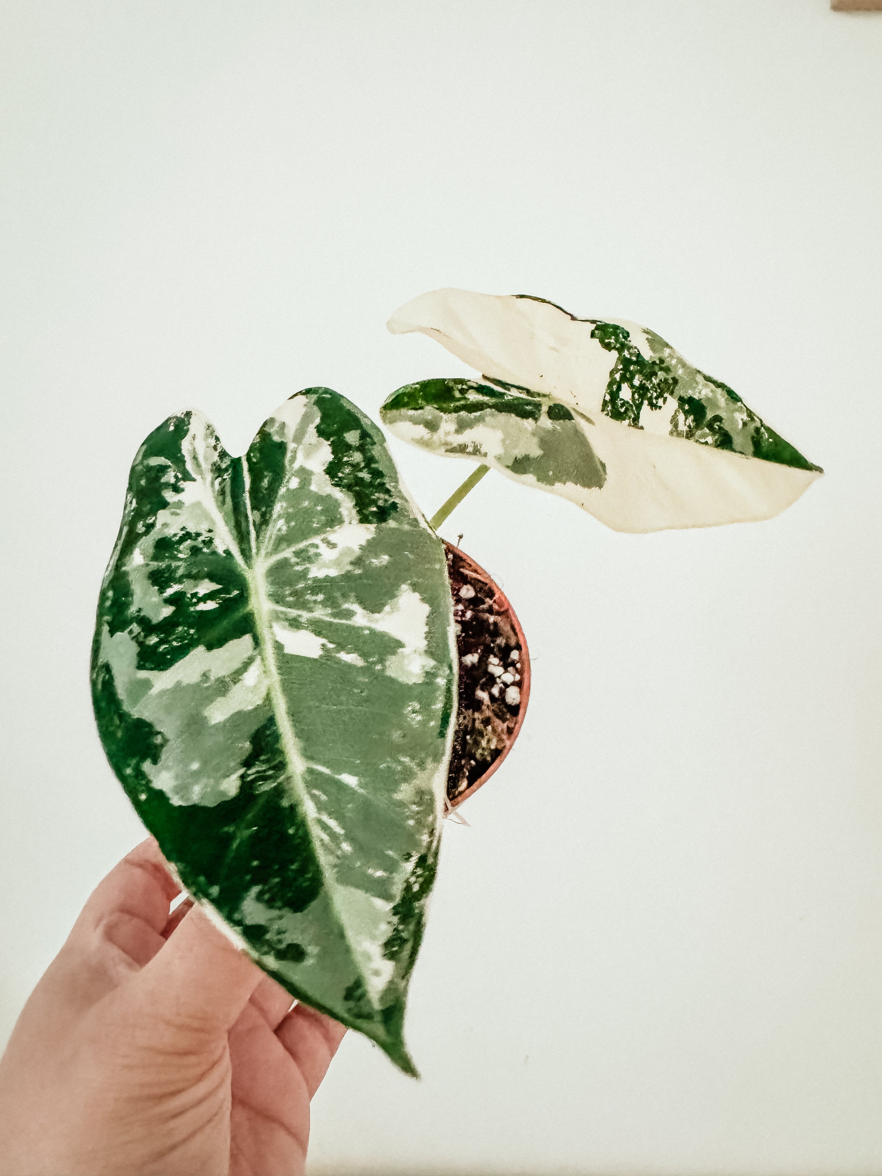 variegated leaf of alocasia frydek with white patterns Dubai