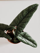 alocasia scalprum top view showing distinctive pattern