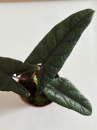 Alocasia scalprum Potted plant with dark green leaves