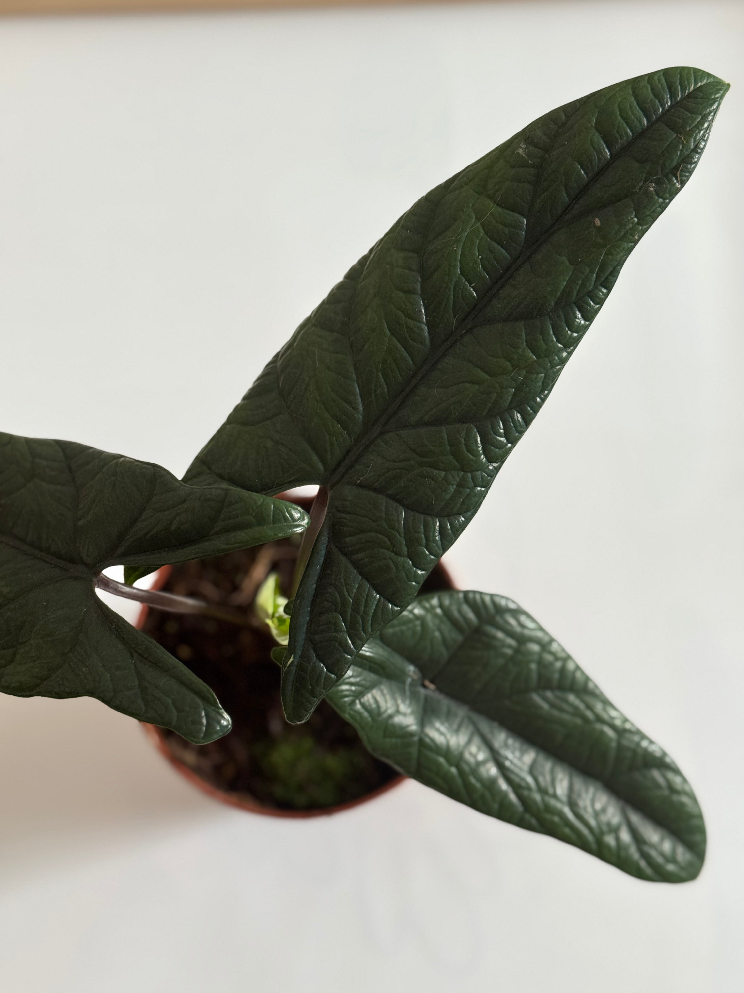 Alocasia scalprum Potted plant with dark green leaves