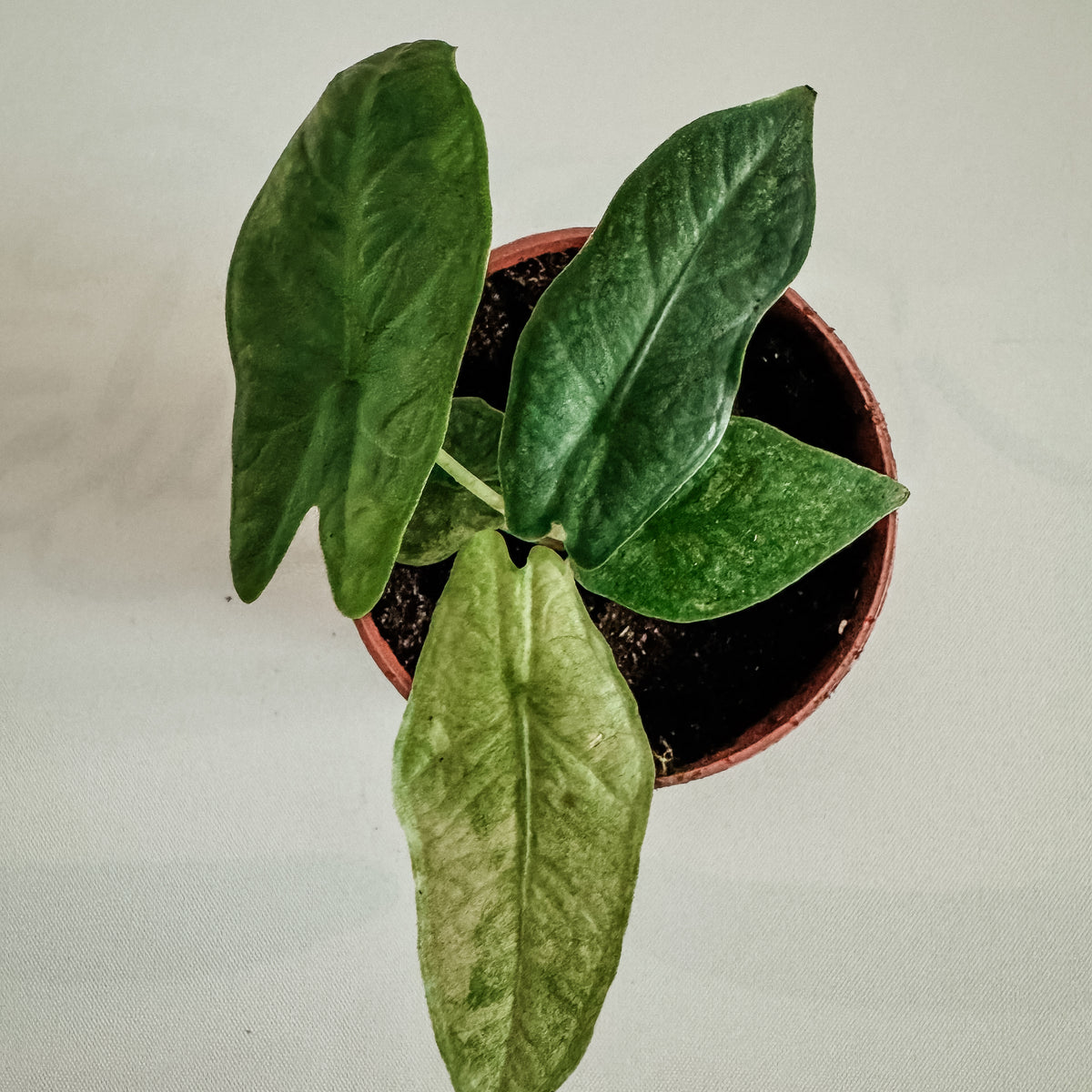 Alocasia Sulawesi Green Carpet