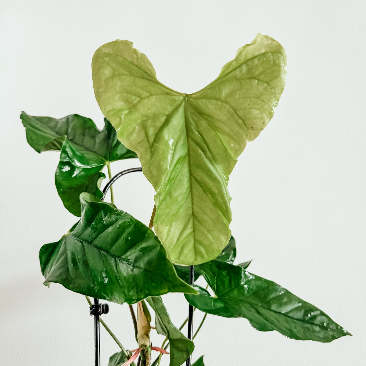 anthurium balaoanum for sale Anthurium Balaoanum – Plant Studio LLC