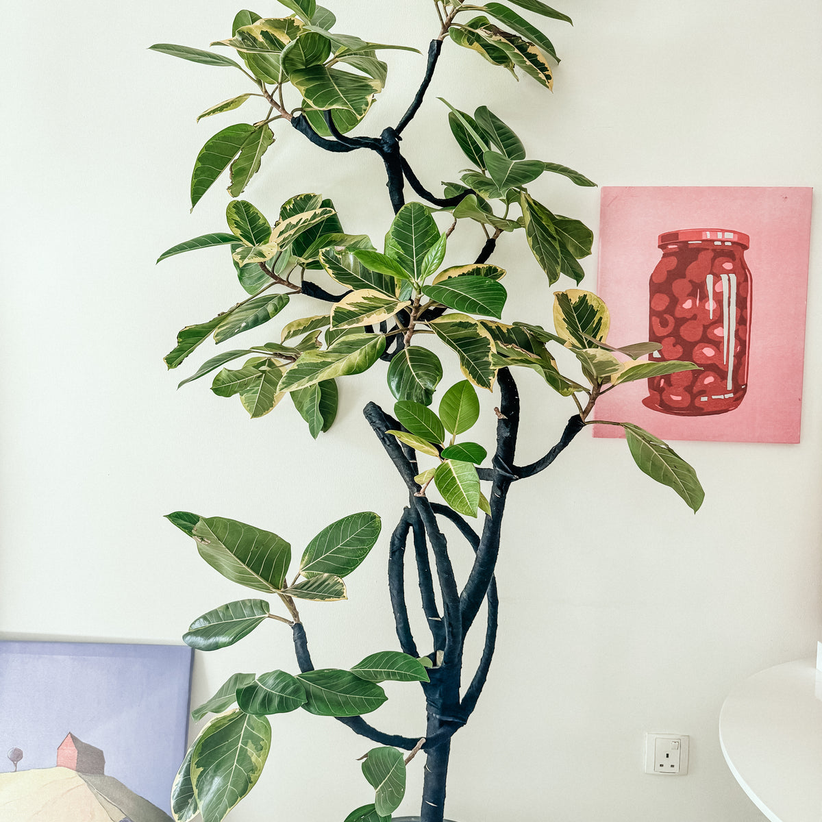 ficus altissima blume Ficus Altissima Blume – Plant Studio LLC