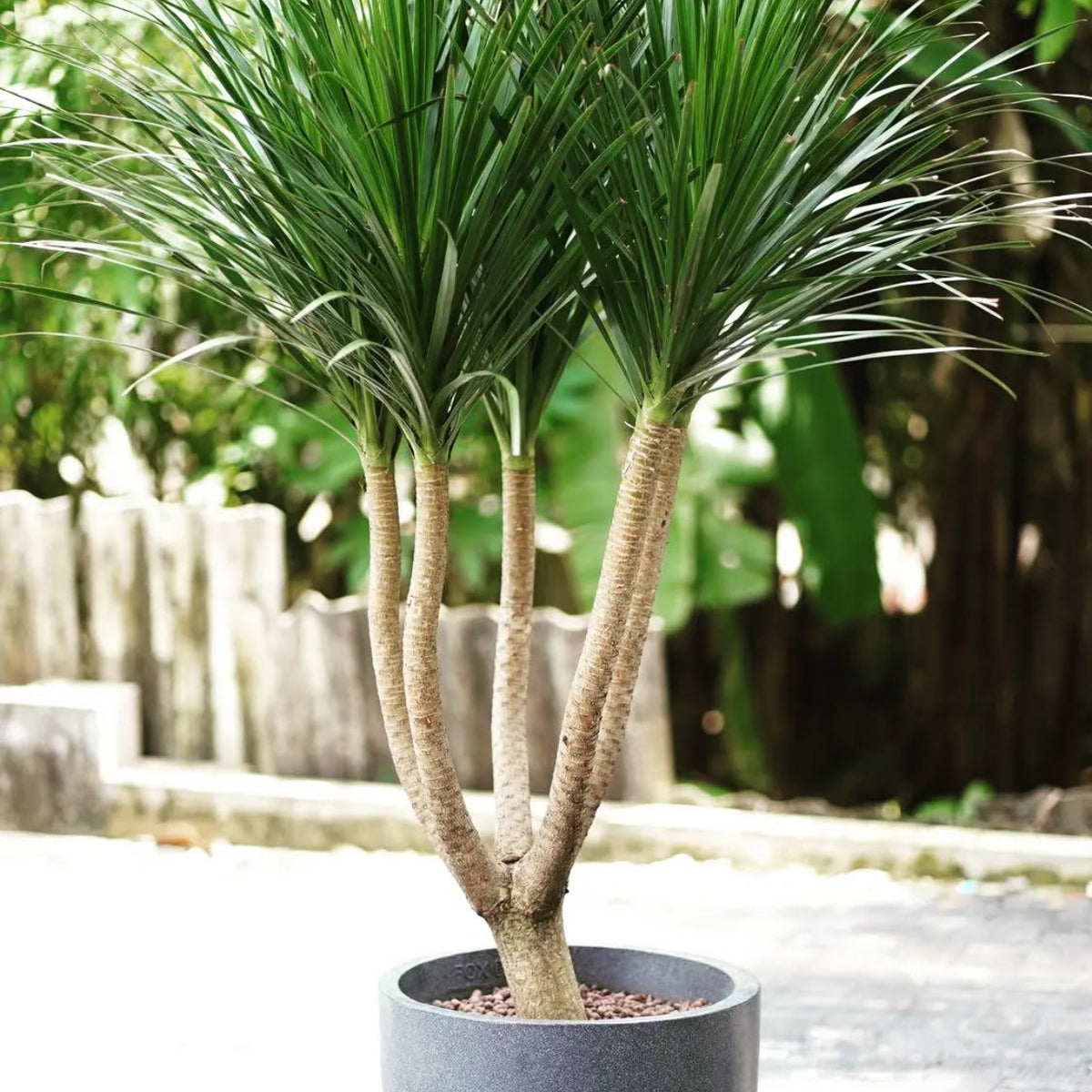 dracaena draco malaysia Dracaena Draco Hawaii 2.2-2.3 meters – Plant Studio LLC