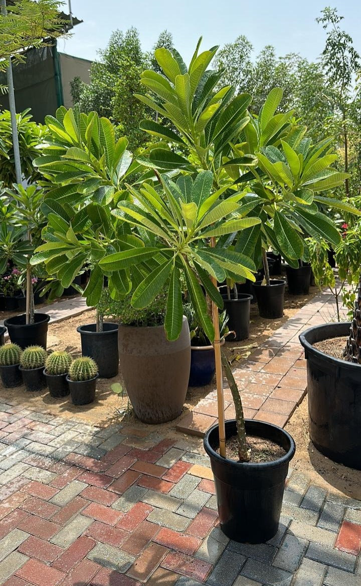 Frangipani Plumeria 150cm - Plant Studio LLC