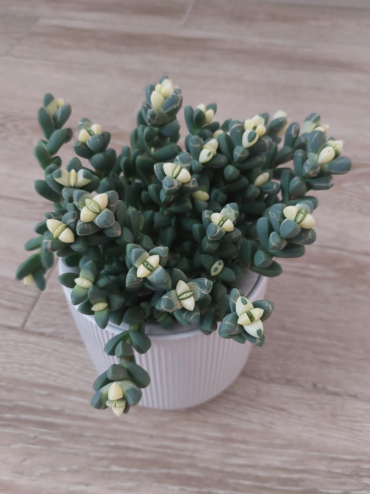 Variegated Corpuscularia Lehmannii 'Ice Plant' Succulent - Plant Studio LLC