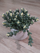 Variegated Corpuscularia Lehmannii 'Ice Plant' Succulent - Plant Studio LLC
