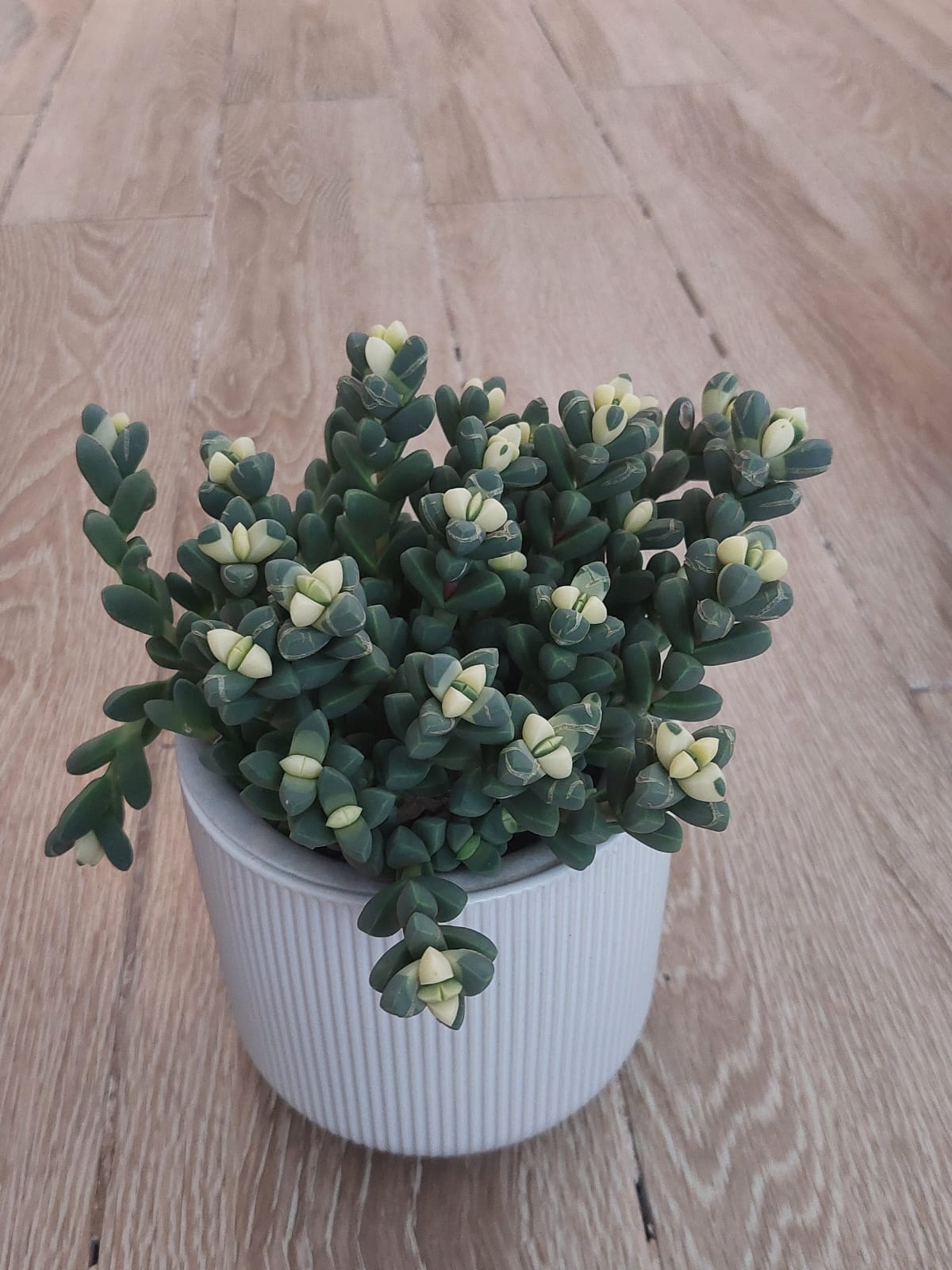 Variegated Corpuscularia Lehmannii 'Ice Plant' Succulent - Plant Studio LLC