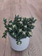 Variegated Corpuscularia Lehmannii 'Ice Plant' Succulent - Plant Studio LLC