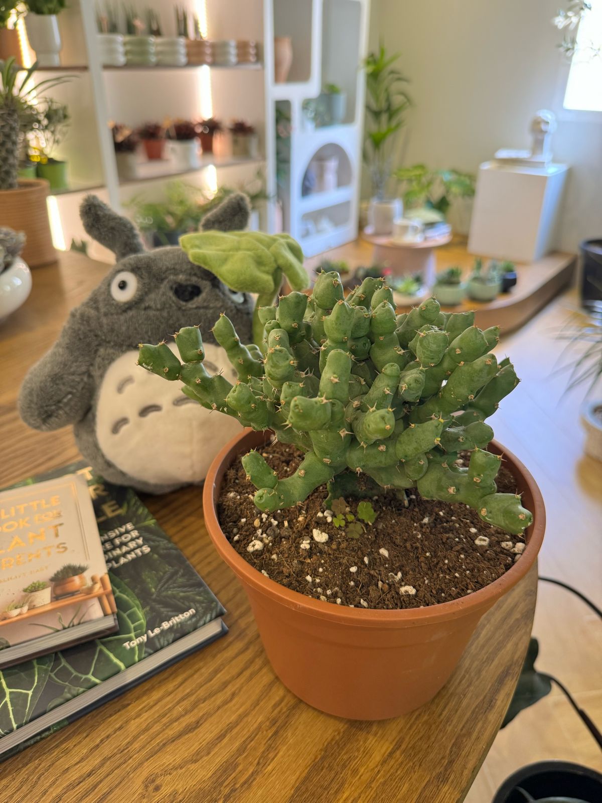 【一点モノ／現地風演出】Euphorbia clivicola 鉢付き発送 一点モノ／現地風演出】Euphorbia clivicola 鉢付き発送 - メルカリ