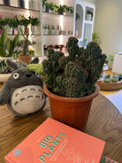 Cerenus Peruvianus Monstrose Cactus - Plant Studio LLC