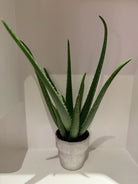Aloe Vera in Terra Cotta Pot - Plant Studio LLC