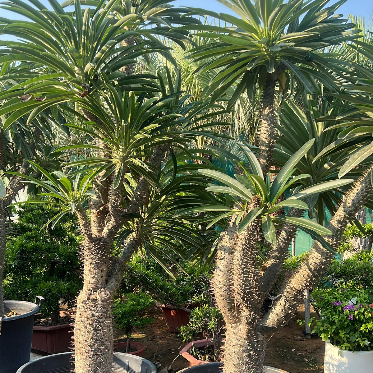 Madagascar Palm 2 meters Plant Studio LLC