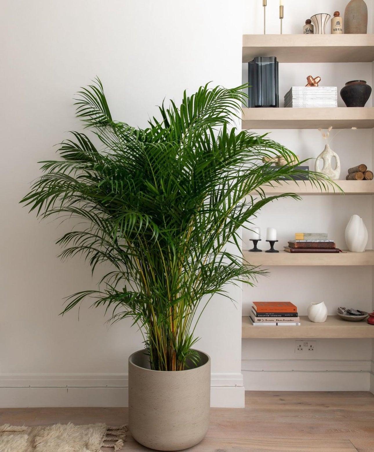 Areca Palm Plant  in Beige Pot with Shelf background placed in Living Room