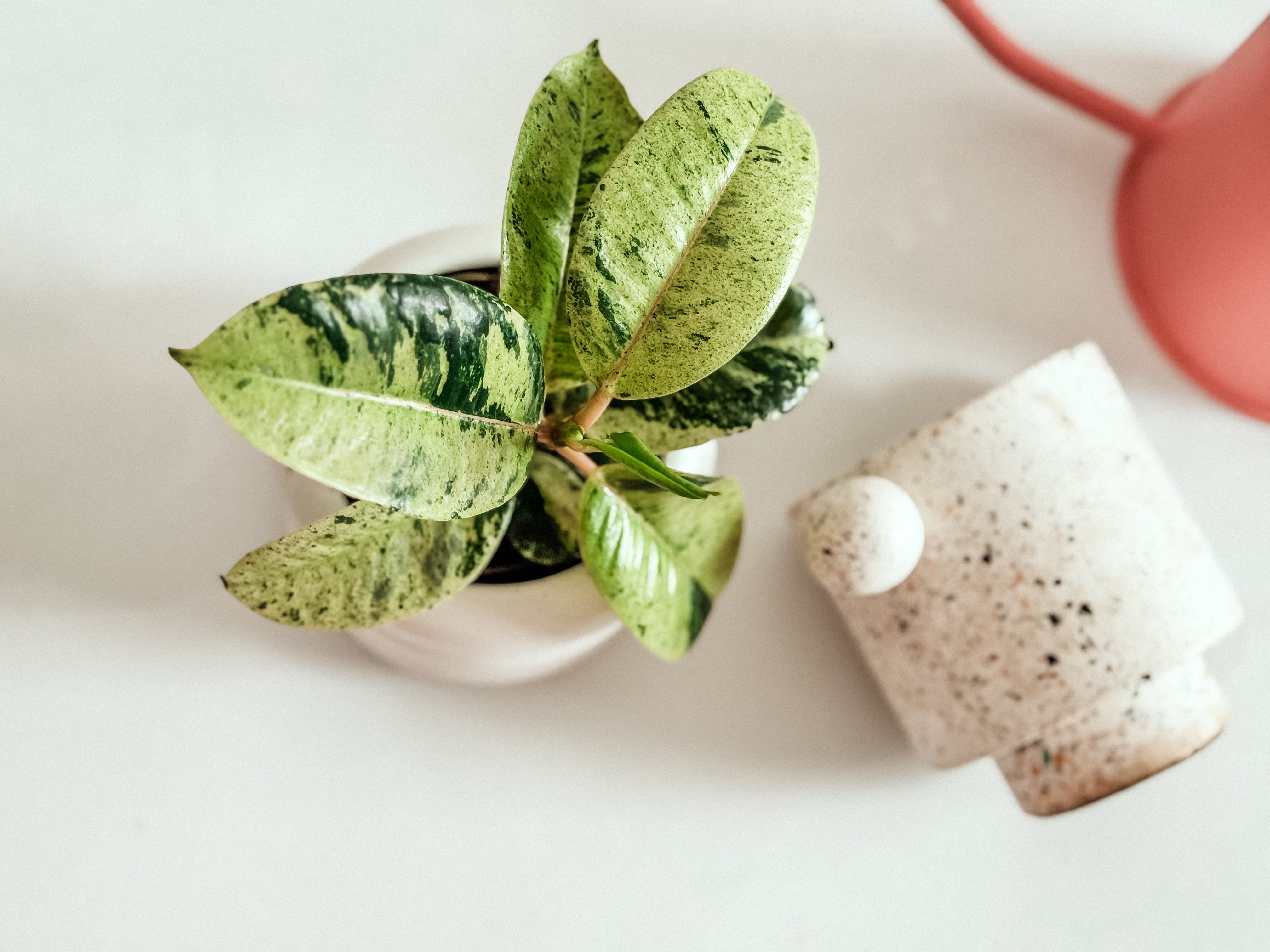 Small green plant in a white pot on a light background