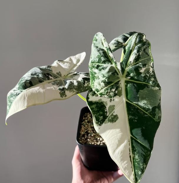 Variegated Alocasia Frydek - Plant Studio LLC