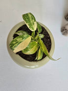 Small potted plant with variegated leaves on a light gray background