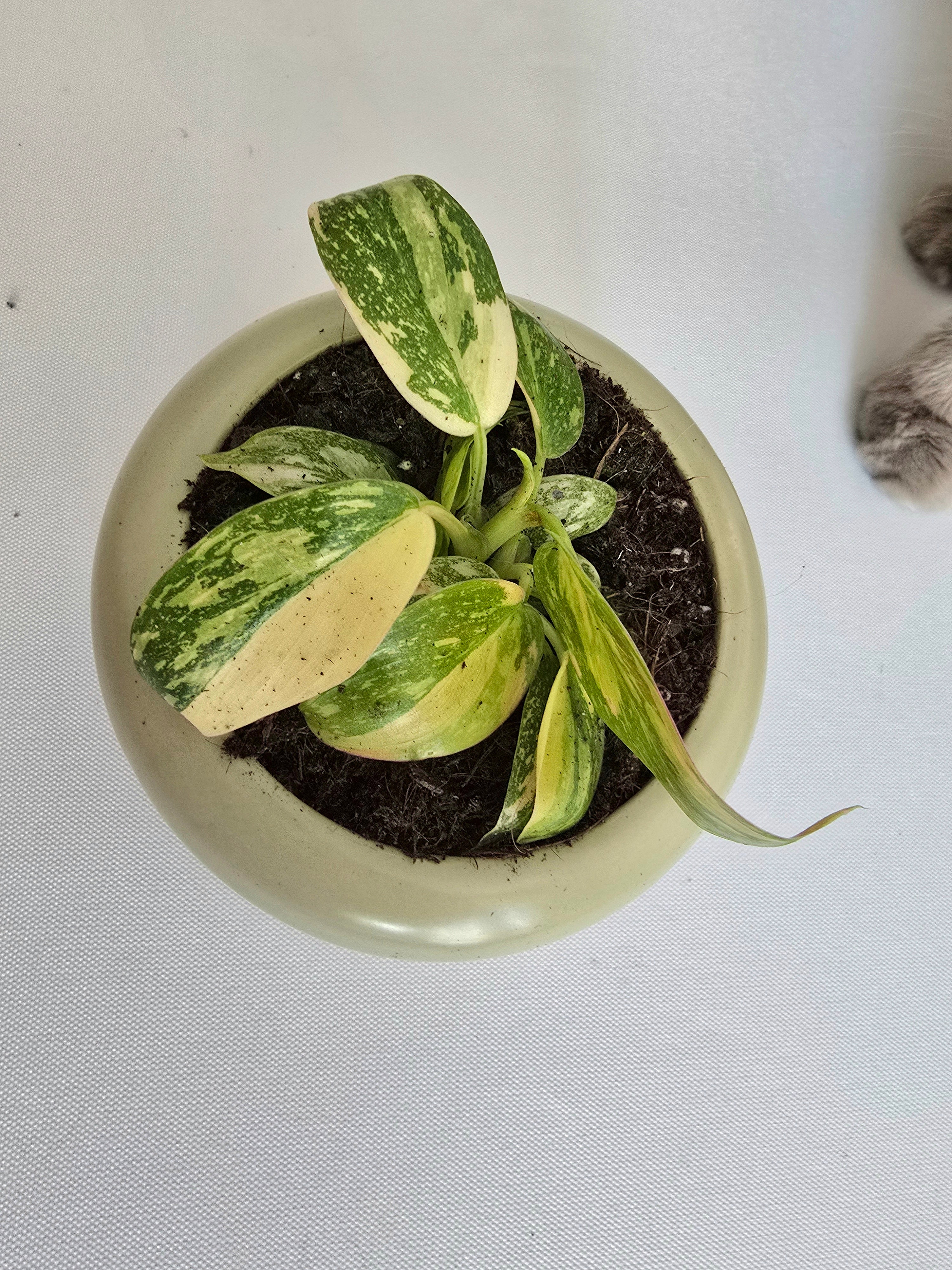 Small potted plant with variegated leaves on a light gray background
