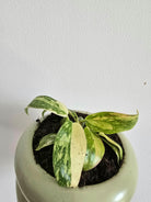 philodendron red congo hybrid with variegated leaves Dubai