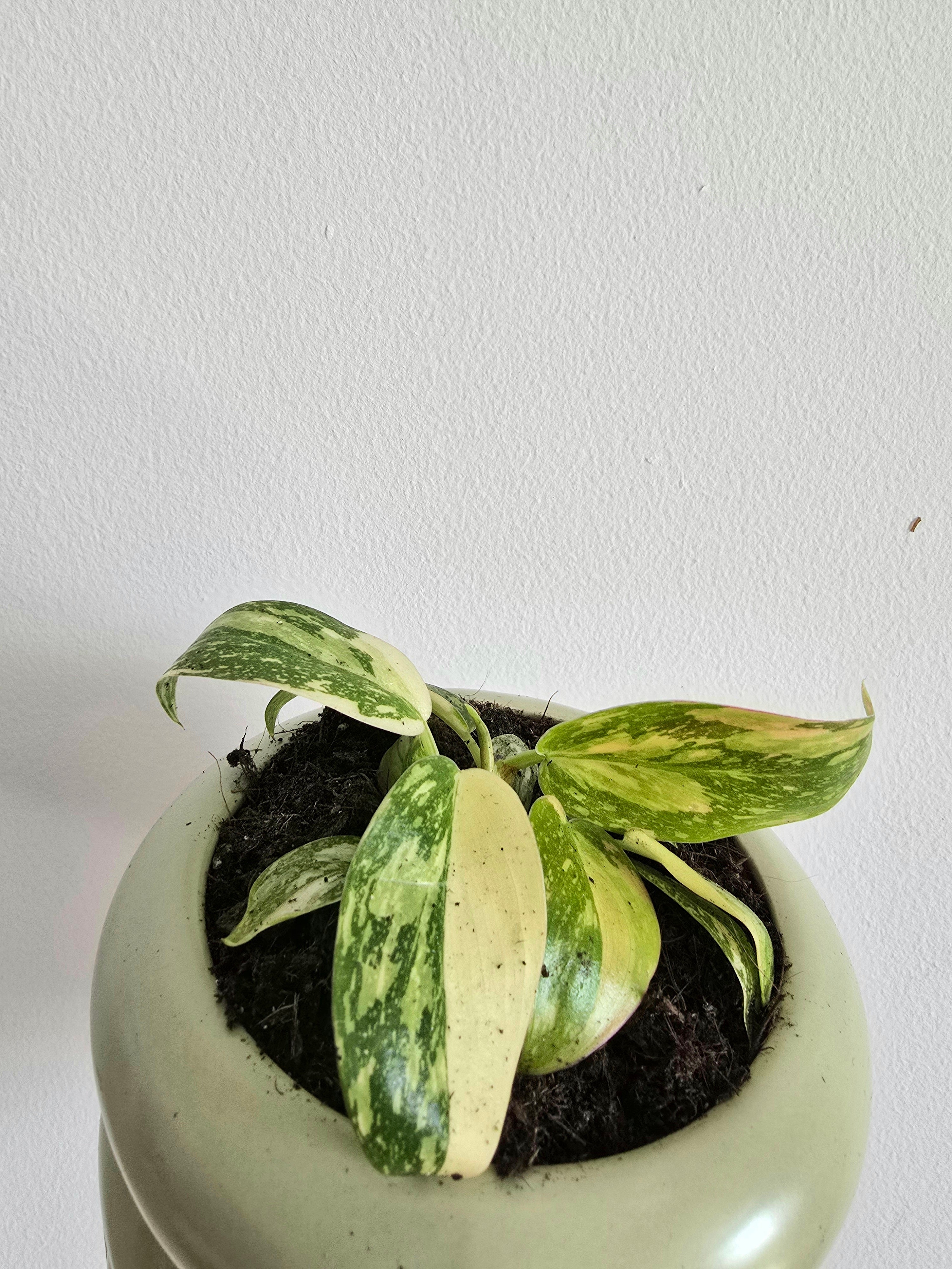 philodendron red congo hybrid with variegated leaves Dubai