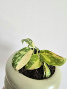 philodendron red congo hybrid front shot dubai