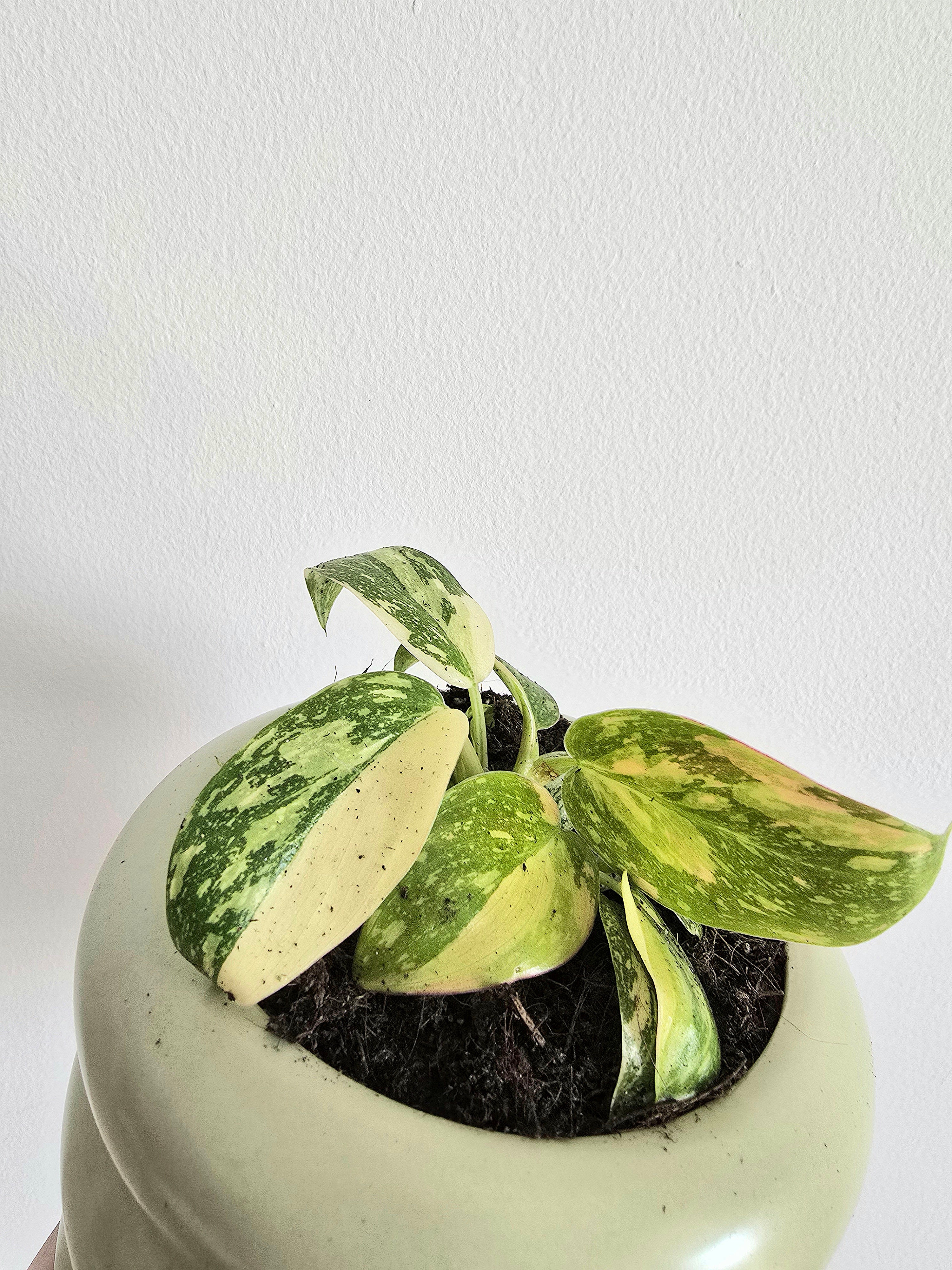 philodendron red congo hybrid front shot dubai