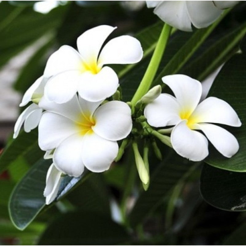 Frangipani Plumeria 150cm - Plant Studio LLC