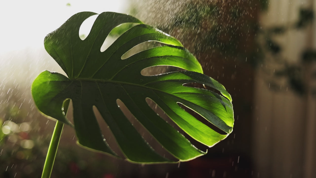 plant care guide