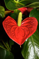 Anthurium Red - Plant Studio LLC