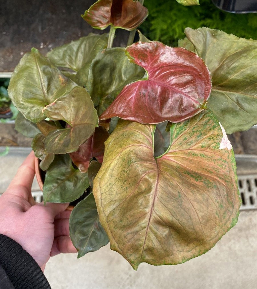Syngonium Ice Cream - Plant Studio LLC