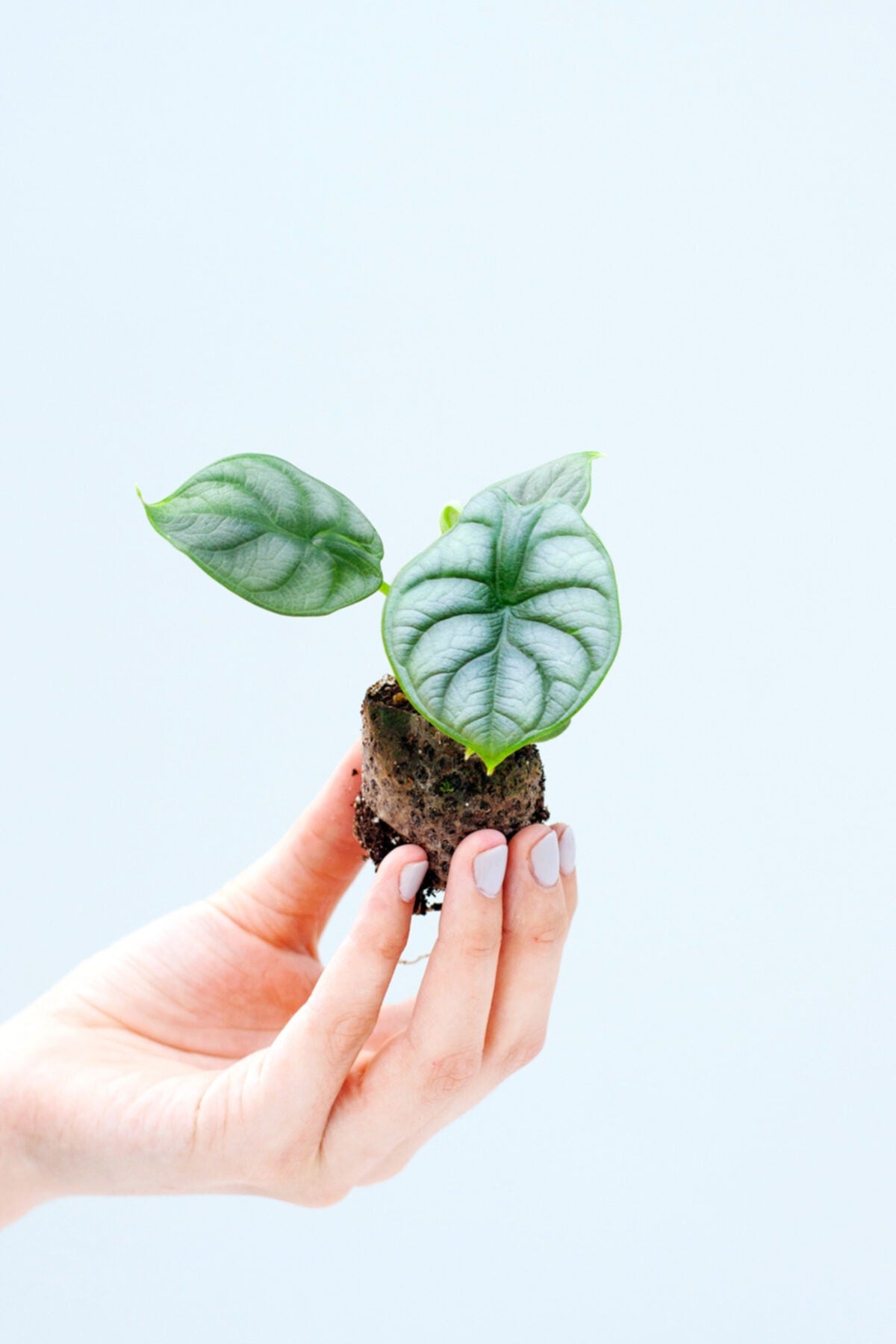 Alocasia Silver Dragon Ultra Mini - Plant Studio LLC