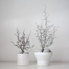 Corokia Maori Silver - Plant Studio LLC
