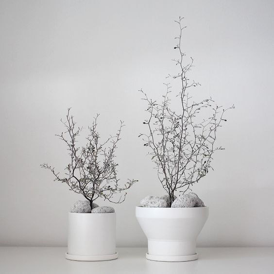 Corokia Maori Silver - Plant Studio LLC