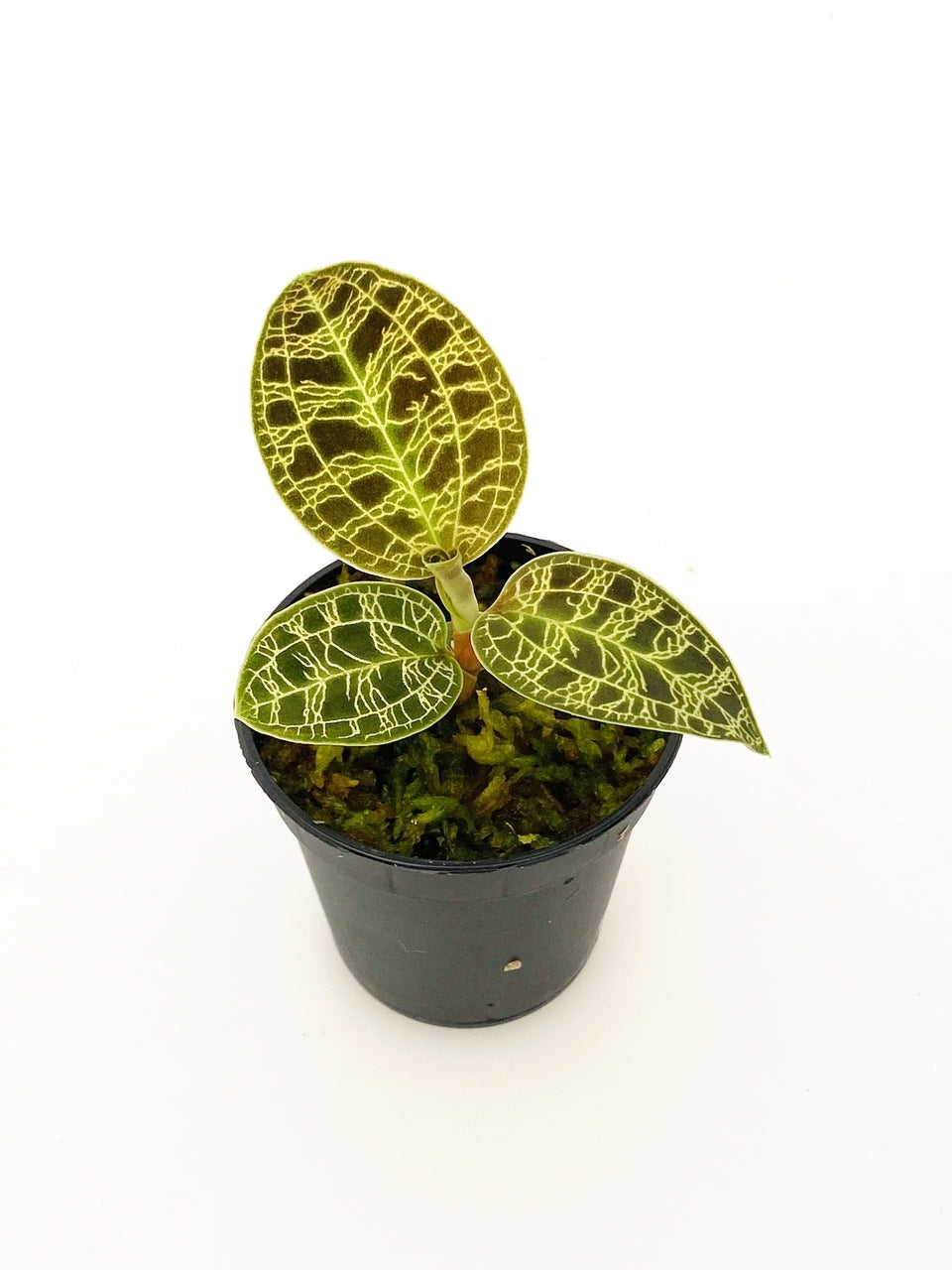 Macodes Petola - Plant Studio LLC