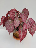 Begonia Two Face - Plant Studio LLC